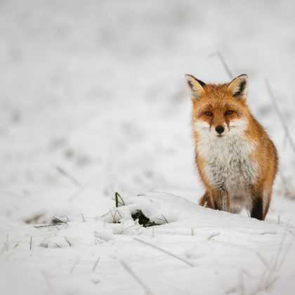 Rencontre goupilesque
