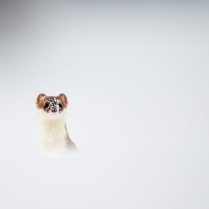 Tentative de camouflage